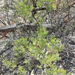 Arctostaphylos pungens Folio