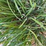 Tulbaghia violacea Blad