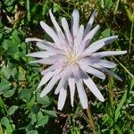 Scorzonera purpurea Flors