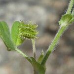 Trifolium scabrum Fruit