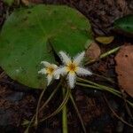 Nymphoides humboldtiana Fiore