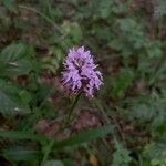 Neotinea tridentata Kvet