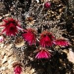 Helichrysum milfordiae Flower