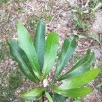 Zygia longifolia পাতা