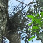 Tillandsia juncea 葉