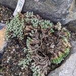 Raoulia petriensis Hábito
