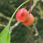 Malus toringoides ফল