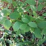 Philadelphus inodorus Blad