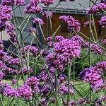 Verbena bonariensis花