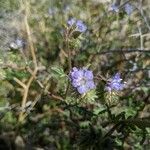 Phacelia distans Flower