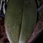 Phalaenopsis spp.Leaf