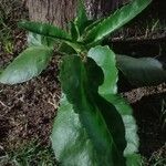 Kalanchoe pinnata Leaf