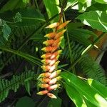 Heliconia pendula