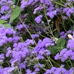 Ageratum houstonianumŽiedas