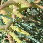 Petrosedum montanum Leaf