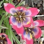 Tulipa humilis Flower