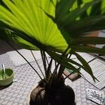 Livistona chinensis Folha