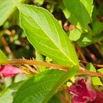 Weigela hortensis Leaf