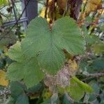 Humulus lupulus पत्ता