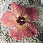 Hibiscus elatus फूल