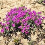 Oxytropis lanata