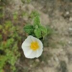 Cistus salviifoliusΛουλούδι