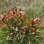 Sarracenia rubra Virág