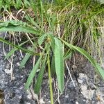 Leontodon incanus Leaf