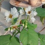 Sparrmannia africana Flower