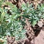 Tropaeolum polyphyllum 叶