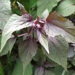 Ageratina altissima Folha