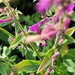 Agastache mexicana Кветка