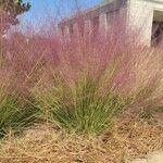 Muhlenbergia capillaris Alkat (teljes növény)