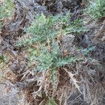Carthamus arborescens Hoja