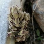 Orobanche ludoviciana ফুল