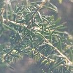 Erica erigena Folha