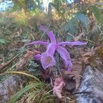 Pleione praecox Blomma