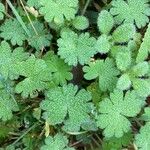 Bowlesia incana Leaf