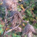 Cirsium vulgare Hedelmä