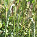 Plantago coronopusFroito