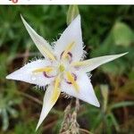 Calochortus lyallii Flower