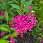 Spiraea japonicaFlower