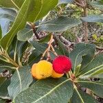 Arbutus unedoHedelmä