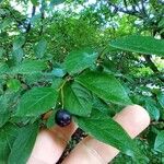 Cotoneaster acutifolius Fruit