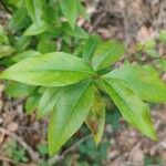Rosa laevigata Leaf