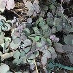 Kalanchoe pumila Hoja