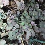 Kalanchoe pumila Blatt