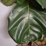 Ficus lyrataList