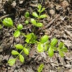 Fraxinus latifolia List