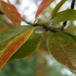 Sassafras albidum পাতা